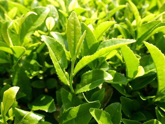 茶葉